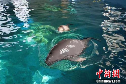 F9C plays with his mother. Provided by Baibo Dolphin Museum, Institute of Aquatic Sciences, Chinese Academy of Sciences