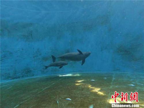 F9C is with her mother. Provided by Baibo Dolphin Museum, Institute of Aquatic Sciences, Chinese Academy of Sciences