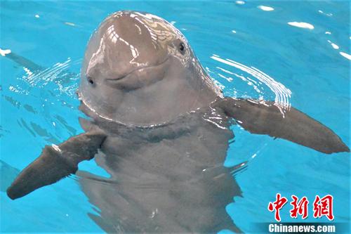 Dolphin dad Taotao. Provided by Baibo Dolphin Museum, Institute of Aquatic Sciences, Chinese Academy of Sciences