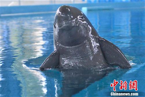 Mother dolphin F9. Provided by Baibo Dolphin Museum, Institute of Aquatic Sciences, Chinese Academy of Sciences